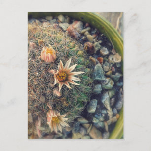 Carte Postale Cactus en fleurs