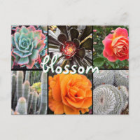 Cactus et photographie rose collage fleur citation