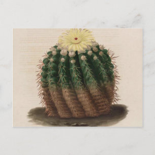 Carte Postale Cactus Fleur Blanche Vintage Botanique Impression