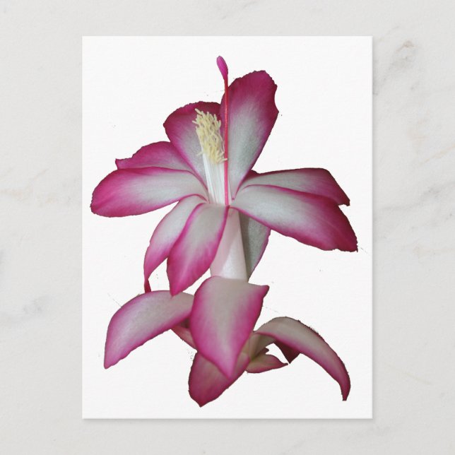 Carte Postale Cactus fleur rose et blanche, fleur succulente (Devant)