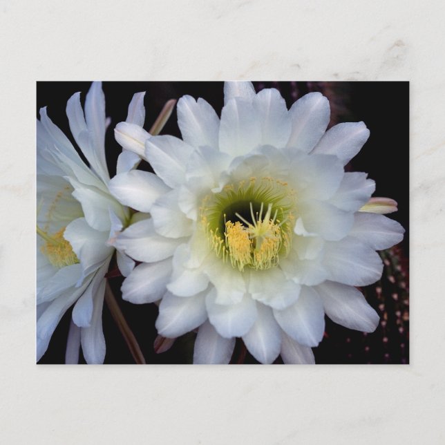 Carte postale Cactus Flower 4355 (Devant)