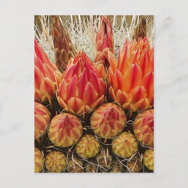 Carte Postale Cactus Flowers 012j (Devant)