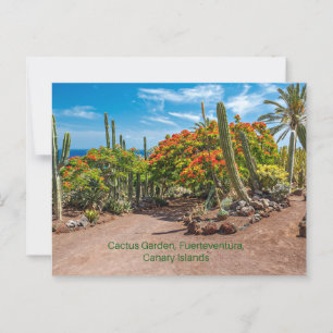 Carte Postale Cactus Garen, Fuerteventura, Îles Canaries,