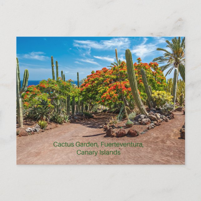 Carte Postale Cactus Garen, Fuerteventura, Îles Canaries, (Devant)