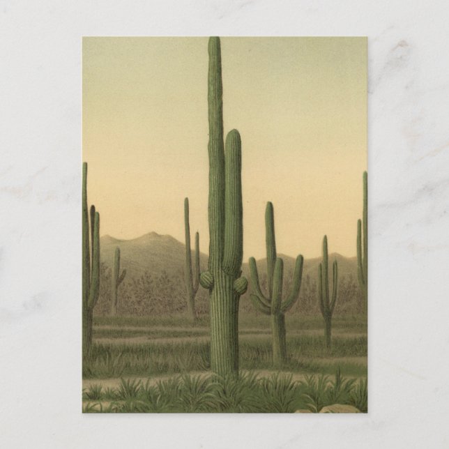 Carte Postale Cactus grove, Arizona (Devant)