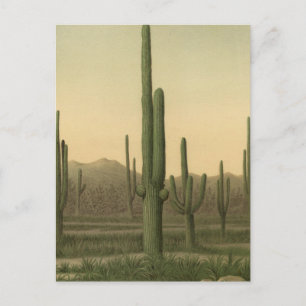 Carte Postale Cactus grove, Arizona