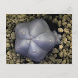 Carte Postale Cactus, photo infrarouge