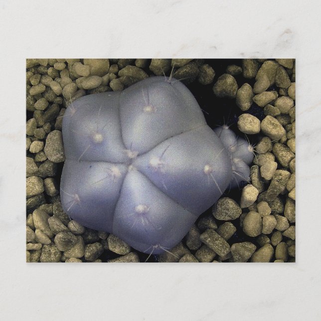 Carte Postale Cactus, photo infrarouge (Devant)