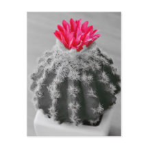 Cactus Plante noir blanc photo avec Fleur rose
