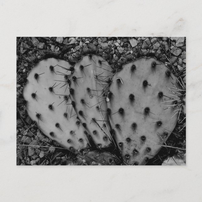 Carte Postale Cactus Portrait B/W Photographie (Devant)