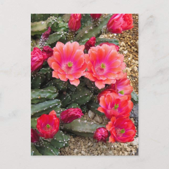 Carte Postale Cactus：Postcard (Devant)