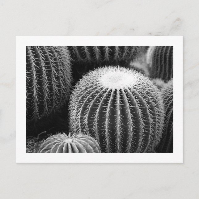 Carte postale Cactus ronds (Devant)