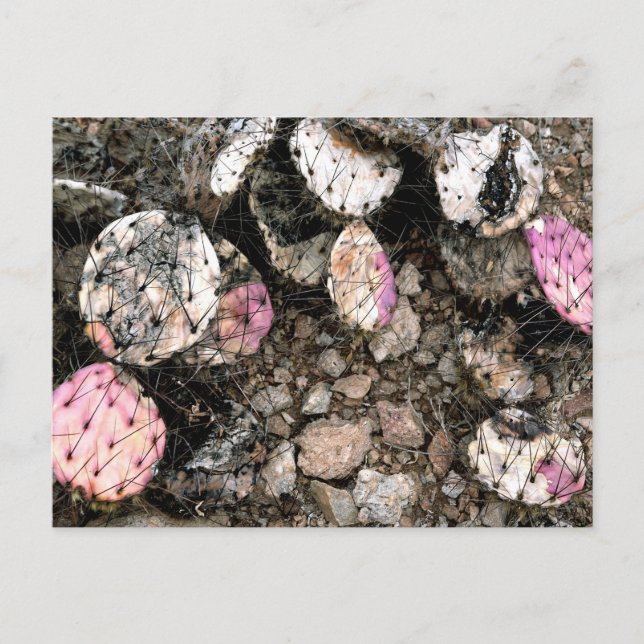 Carte Postale Cactus rose mort (Devant)