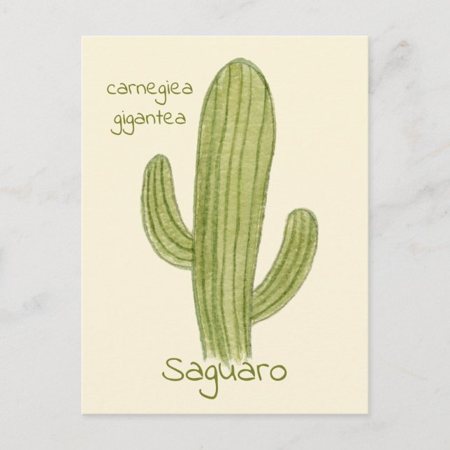 Carte postale Cactus Saguaro. (Devant)