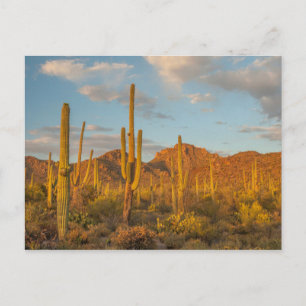 Carte Postale Cactus saguaro au coucher du soleil, Arizona