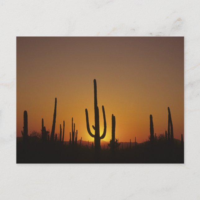 Carte Postale Cactus saguaro géant Cereus giganteus), 2 (Devant)