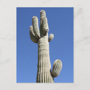 Carte Postale Cactus Saguaro, Scottsdale, Arizona