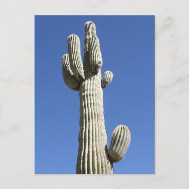 Carte Postale Cactus Saguaro, Scottsdale, Arizona (Devant)
