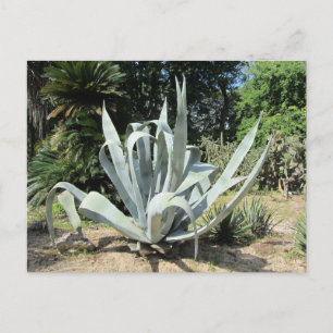 Carte Postale Cactus sauvage