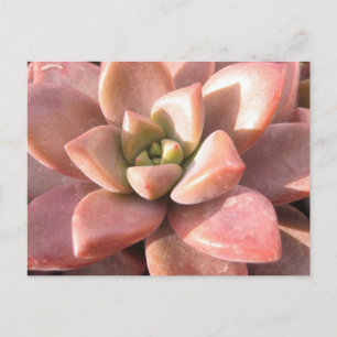 Carte Postale Cactus Succulent