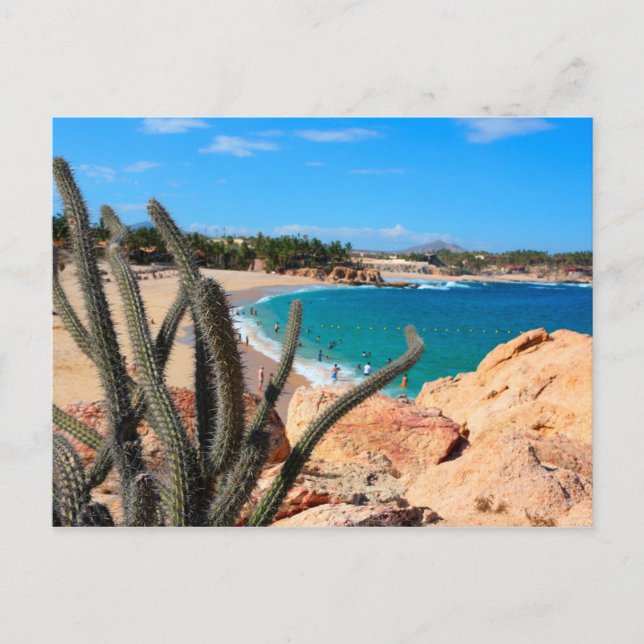 Carte Postale Cactus Sur Une Colline Rocheuse Au-Dessus De La Pl (Devant)