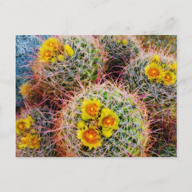 Carte Postale Cactus tonneau en gros plan, Californie (Devant)