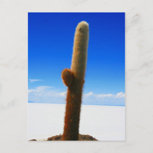 Carte Postale cactus uyuni bleu