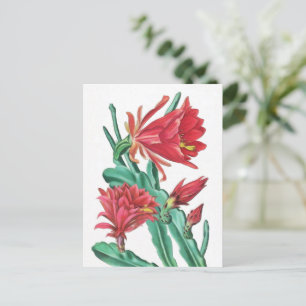 Carte Postale Cactus vert rouge en fleurs