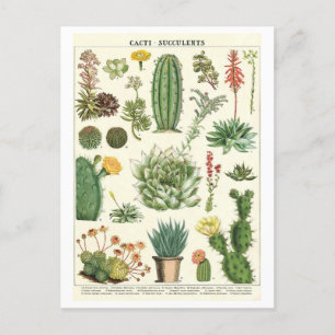 Carte Postale Cactus vintages et succulents Dessin botanique