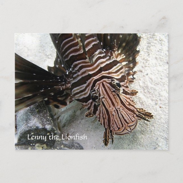 Carte Postale Cactus Voyager - Lenny le LionFish (Devant)