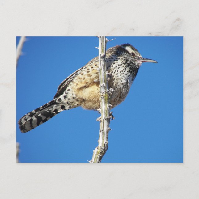 Carte Postale Cactus Wren (Devant)