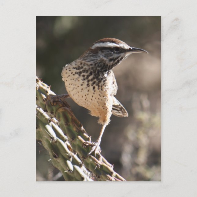 Carte postale Cactus Wren (Devant)