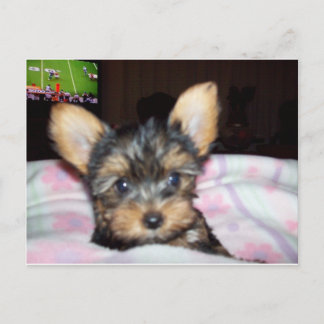 Carte Postale Cadeaux Amoureux de les chiens Yorkie Puppy