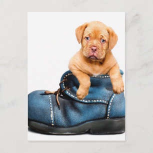 Carte Postale Cadeaux de chiots