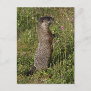 Carte Postale Cadeaux de marmottes à ventre jaune