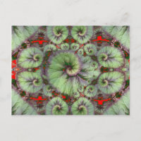 Cadeaux de Sharles pour la Begonia