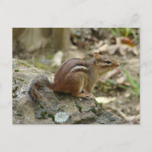 Carte Postale Cadeaux du parc national des sources chaudes de Sw