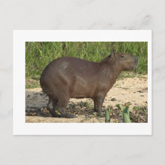 Carte Postale Cadeaux et Tee - shirts Capybara personnalisables 