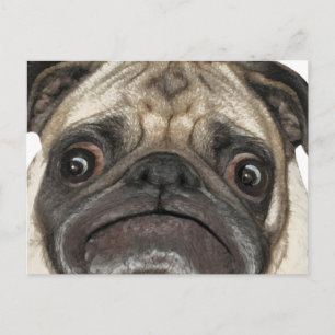 Carte Postale Cadeaux Grumpy Puggy