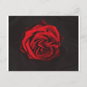 Carte Postale Cadeaux Red Rose