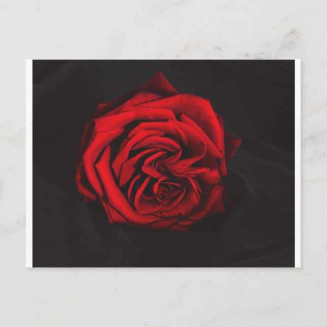 Carte Postale Cadeaux Red Rose (Devant)