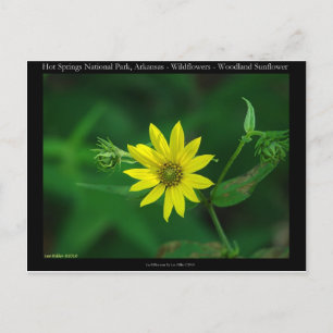 Carte Postale Cadeaux tournesol boisé du parc national de Hot Sp