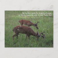 Cades Cove deer Smoky Mountains Scripture postcard