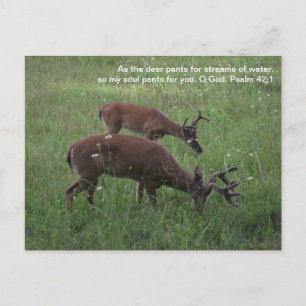 Carte Postale Cades Cove deer Smoky Mountains Scripture postcard
