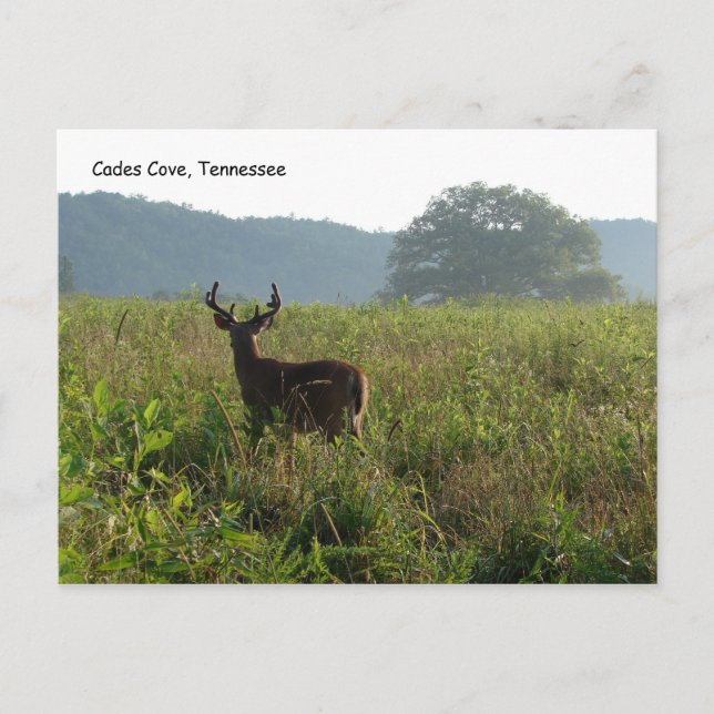 Carte Postale Cades Cove, Tennessee (Devant)