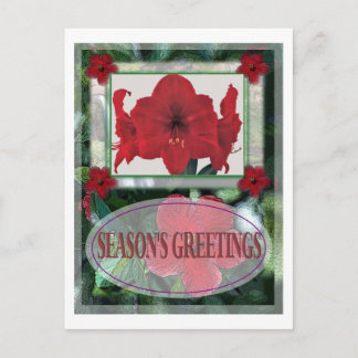 CARTE POSTALE CADRE POINSETTIA