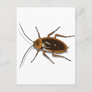 Carte Postale Cafard réaliste brun insecte