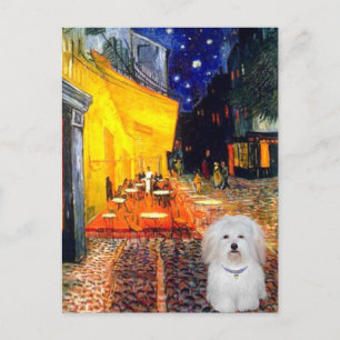 Carte Postale Café - Coton de Tulear 4b