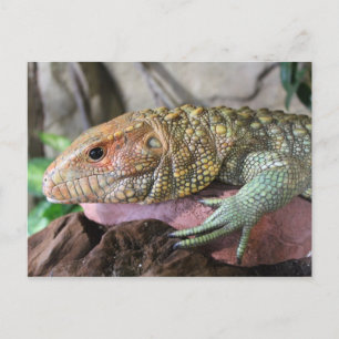 Carte Postale Caiman Lizard # 1