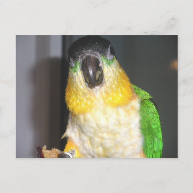 Carte Postale Caique à tête noire (Devant)